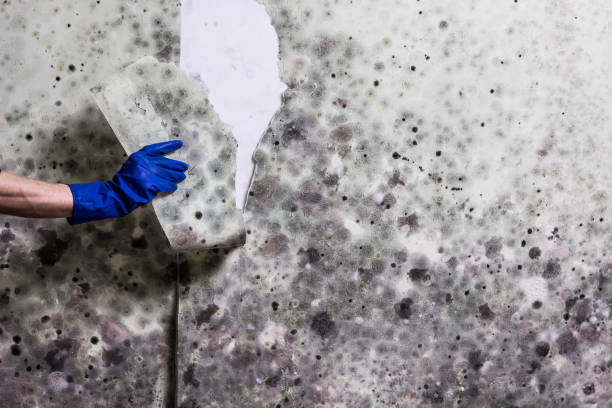 Best Black Mold Removal  in Doe Valley, KY