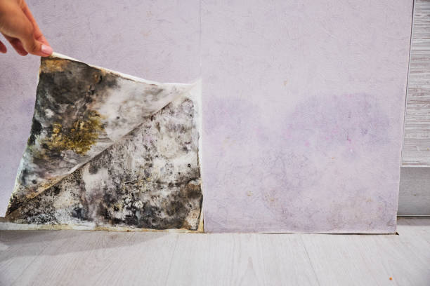 Best Local Mold Removal Service  in Doe Valley, KY